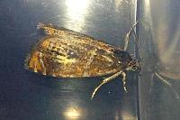 Olethreutes arcuella