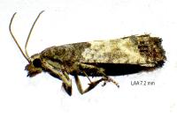 Spilonota ocellana
