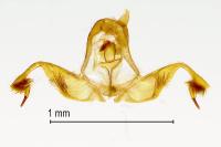 Spilonota ocellana