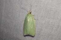 Tortrix viridana
