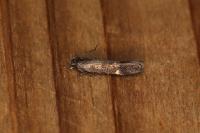 Aproaerema anthyllidella