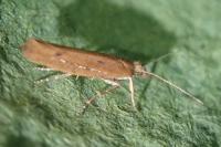 Ypsolopha ustella