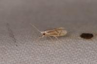 Argyresthia aurulentella
