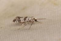 Scythropia crataegella