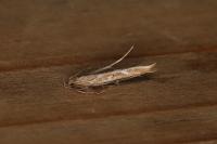 Pyroderces argyrogrammos