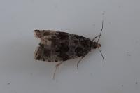 Orthotaenia undulana
