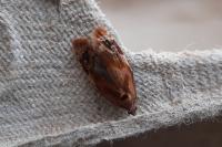 Ditula angustiorana