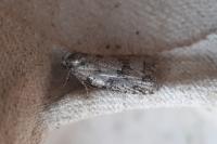 Cnephasia