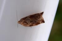 Archips xylosteana