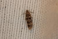 Bryotropha