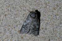 Cossus cossus