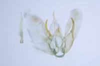 Merrifieldia baliodactyla