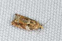 Epinotia abbreviana