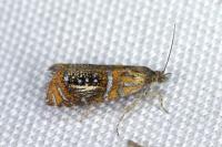 Olethreutes arcuella