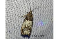Notocelia rosaecolana