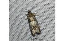 Notocelia trimaculana