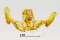 Notocelia trimaculana