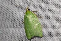 Tortrix viridana
