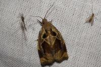 Archips crataegana