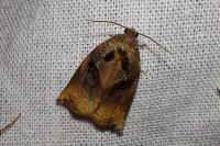 Archips podana