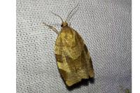 Choristoneura hebenstreitella