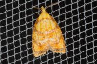 Acleris bergmanniana
