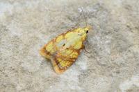 Acleris bergmanniana