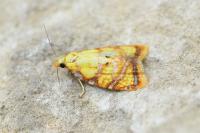 Acleris bergmanniana