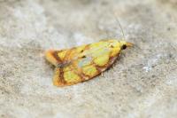 Acleris bergmanniana