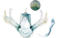 Blastobasis phycidella