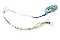 Blastobasis phycidella