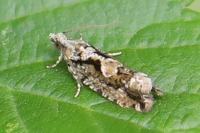 Zeiraphera isertana