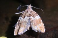 Epinotia abbreviana