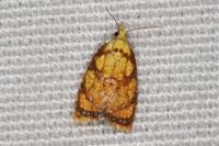 Acleris bergmanniana