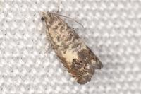 Cydia gr. succedana