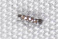 Parectopa ononidis