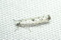 Yponomeuta plumbella