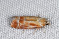 Rhyacionia buoliana