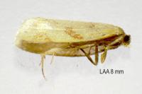 Clepsis pallidana