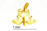 Clepsis pallidana