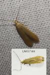 Coleophora flavipennella