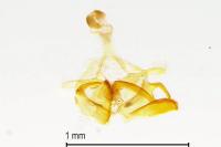 Coleophora flavipennella