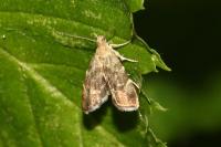 Anthophila fabriciana