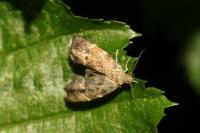 Anthophila fabriciana