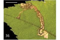 Stigmella hahniella