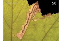 Stigmella mespilicola