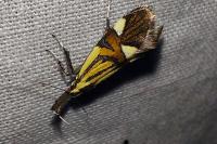 Alabonia geoffrella