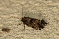 Morophaga choragella