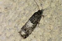 Notocelia trimaculana