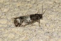 Notocelia trimaculana